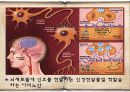 MSG로 대표되는 화학조미료의 위험성 8페이지