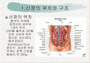 신장의  해부생리와 질환 4페이지