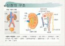 신장의  해부생리와 질환 5페이지