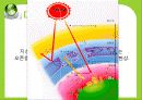 [세계화 발표] 환경 (environment) 10페이지