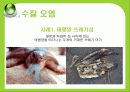 [세계화 발표] 환경 (environment) 20페이지