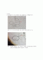 양파 뿌리세포의 체세포 분열 관찰 - Purpose, Materials, Methods 2페이지