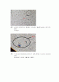 양파 뿌리세포의 체세포 분열 관찰 - Purpose, Materials, Methods 3페이지