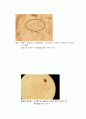 양파 뿌리세포의 체세포 분열 관찰 - Purpose, Materials, Methods 4페이지