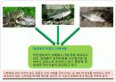 환경과학 - 최근 오염사례 및 고찰 11페이지