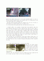 [사회복지] 추천레포트[미혼모 복지 방안] 미혼모의 현황, 미혼모의 원인, 미혼모의 복지현황, 미혼모의 문제점, 미혼모 복지 전망 9페이지
