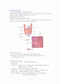 [간호학] 내분비계 (Endocrine system) 7페이지