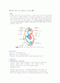 [간호학] 순환기계 (Circulatory system) 1페이지