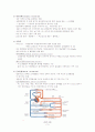[간호학] 순환기계 (Circulatory system) 3페이지