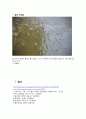 [수질관리] 호수의 부영양화(富營養化/eutrophication) 현상 12페이지