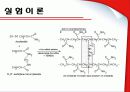 SDS-PAGE  3페이지