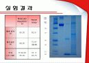 SDS-PAGE  14페이지