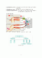 신경계의 구조와 기능 4페이지