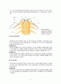 신경계의 구조와 기능 12페이지