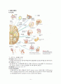 신경계의 구조와 기능 14페이지