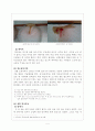 [사회과학] 세시풍속 4페이지