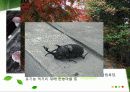 슬로시티에관한연구ppt 37페이지