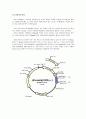 [생명공학] Plasmid DNA preparation 5페이지