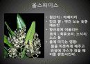향신료의 종류와 기능 27페이지