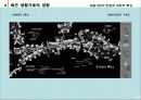 생활가로의 현황과 계획적 특성 39페이지