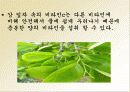 감 잎 특징 및 종류, 활용도, 과정, 좋은점 조사분석 3페이지