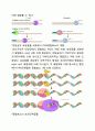 chapter 6 유전체 dna의 복제(첫번째) 3페이지