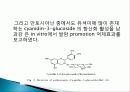 유색미 전분의 성질과 유색미 첨가가 유과의 품질에 미치는 영향 총체적 조사분석 13페이지