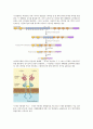 chapter 6 유전체 dna의 복제 2페이지