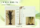 벼의 줄기의 생장 3페이지