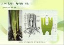 벼의 줄기의 생장 7페이지