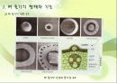 벼의 줄기의 생장 8페이지