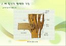 벼의 줄기의 생장 9페이지
