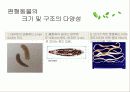 편형동물 7페이지