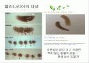편형동물 10페이지