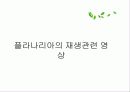 편형동물 11페이지