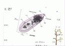 편형동물 13페이지