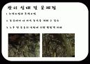 [관광학원론] 동굴 44페이지