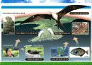 Environment - 우리나라의 기후변화 영향 8페이지