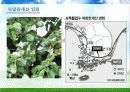 Environment - 우리나라의 기후변화 영향 38페이지