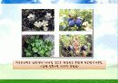 Environment - 우리나라의 기후변화 영향 39페이지