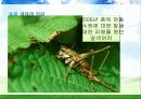 Environment - 우리나라의 기후변화 영향 41페이지