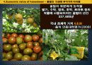 꿀벌경제,마케팅,브랜드,브랜드마케팅,기업,서비스마케팅,글로벌,경영,시장,사례,swot,stp,4p 25페이지