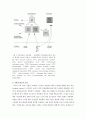 건강다이어트 및 비만관리 - 식욕조절기전 5페이지