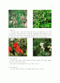 아로마테라피의 종류와 효능 5페이지