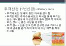 말초신경계 4페이지