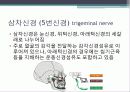 말초신경계 12페이지