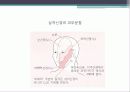 말초신경계 13페이지