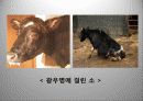 광우병 발표 PPT자료 4페이지