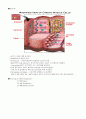 [A+자료] 인체생리학 심혈관계 (cardiovascular system) 4페이지