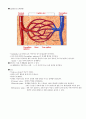 [A+자료] 인체생리학 심혈관계 (cardiovascular system) 7페이지